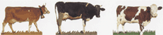 cows31