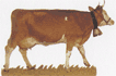 cow1