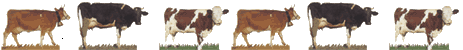 cows06